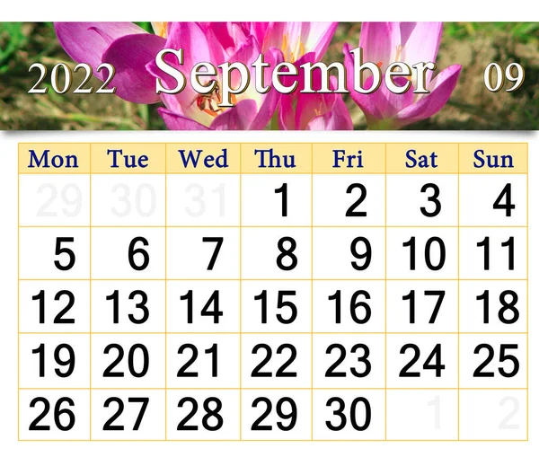 Calendar September 2022 Autumn Flowers Pink Colchicum Autumnale Autumn Calendar — ストック写真