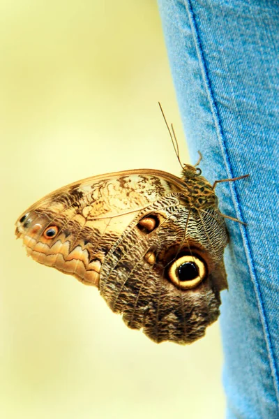 Close Butterfly Sits Denim Pant Leg Large Butterfly Sits Denim — Stock Photo, Image