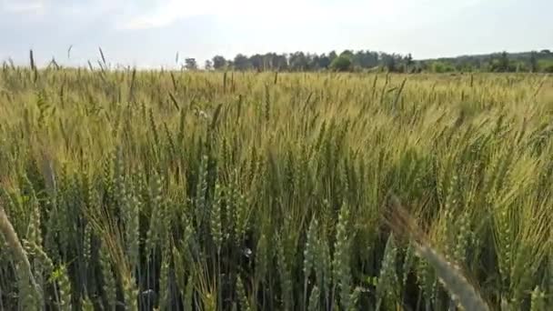 Campo Estivo Con Piante Crescita Cereali Piante Agricole Campagna Colture — Video Stock