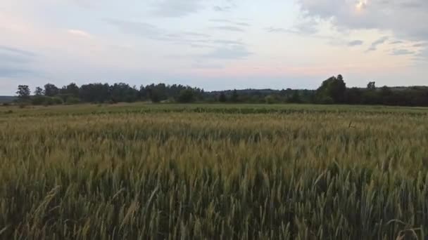 夏天的田里种着谷类植物 农村的农业植物 农作物 庄稼生长的田里 天然食物配料 — 图库视频影像