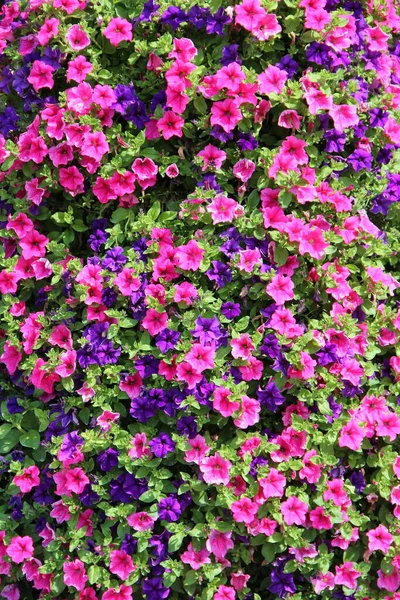 pink purple bell flowers blooming in nature. Big bush of blossoming ipomoea. Blooming garden flowers. Pink and dark blue ipomoea flowers. Summer flowers