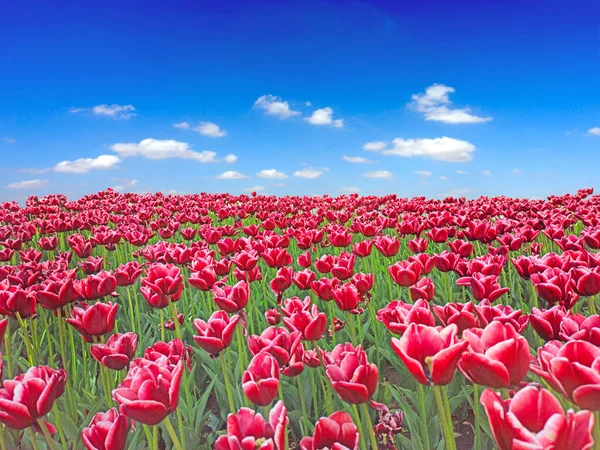 Czerwone Tulipany Kwietniku Ogrodzie Czerwone Tulipany Sadzone Ogrodzie Ogród Wiosenny — Zdjęcie stockowe