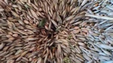 Tahıl ambarına buğday yükleniyor. Un için buğday işliyorum. Buğday taneleri değirmenin bacasında kaybolur. Gıda endüstrisi