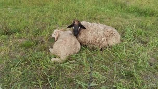 Dwie Młode Owieczki Jedzące Trawę Szczęśliwie Pastwisku Para Owiec Leży — Wideo stockowe