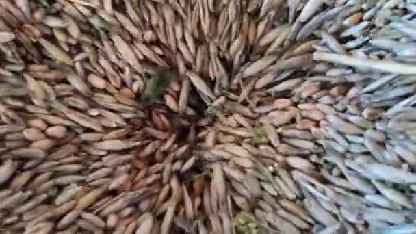 Carico Grano Grano Granaio Lavorazione Del Grano Farina Chicchi Grano — Video Stock