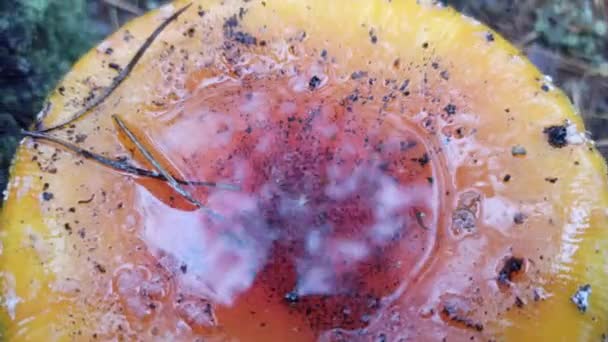 Wasser Sammelte Sich Der Pilzkappe Wasser Nach Regen Russula Herbstpilz — Stockvideo