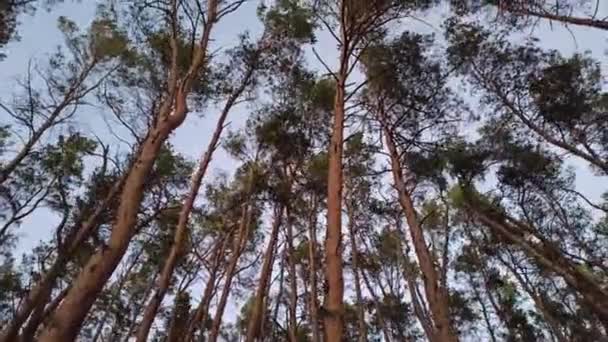 風に揺れる松の冠 風に揺れる木の上 森の中に松の枝 鬱蒼とした松林 針葉樹 — ストック動画