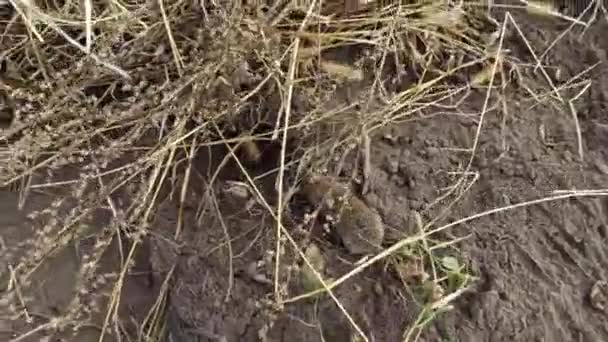 Rato Que Corre Grama Horta Rato Cinzento Correr Pelo Jardim — Vídeo de Stock