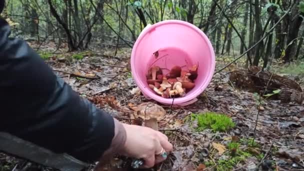 Mão Com Faca Cortando Cep Bonito Floresta Cogumelo Porcini Corte — Vídeo de Stock