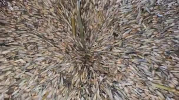 Carico Grano Grano Granaio Lavorazione Del Grano Farina Chicchi Grano — Video Stock