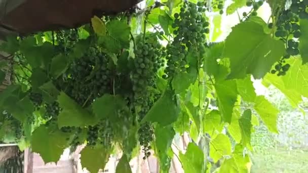 Regendruppels Vallen Tussen Groene Vruchten Van Druiven Regen Takken Van — Stockvideo