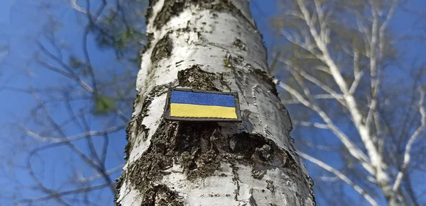 Bandera Ucraniana Sobre Abedul Bosque Símbolo Estatal Ucrania Bandera Azul —  Fotos de Stock