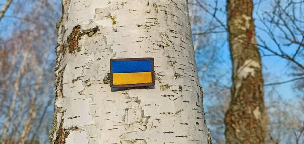 Bandera Ucraniana Sobre Abedul Bosque Símbolo Estatal Ucrania Bandera Azul —  Fotos de Stock