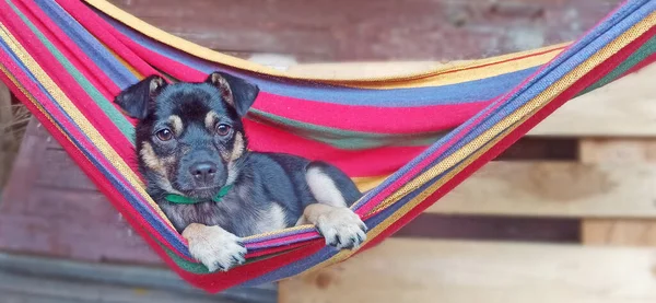 Pequeno Cão Está Rede Colorida Cão Descansando Cobertor Mongrel Deitado — Fotografia de Stock