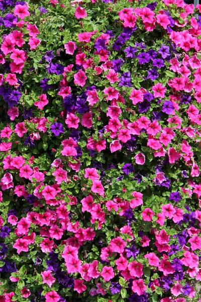 Pink Purple Bell Flowers Blooming Nature Big Bush Blossoming Ipomoea — Stock Photo, Image