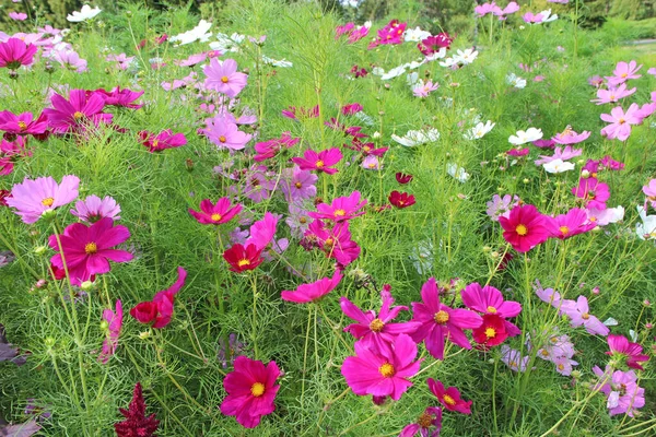 Barevné Květy Kosmu Bipinnatus Kvetoucí Letním Květinovém Záhonu Červený Růžový — Stock fotografie