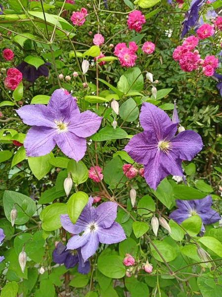 Beautiful Flowers Blossoming Violet Clematis Garden Big Bush Clematis Growing — 图库照片