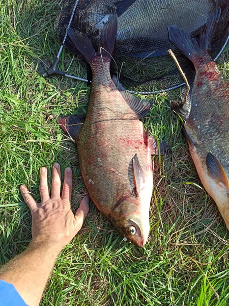 Breames of on green grass. Successful fishing rich catch. Big bream caught in river. Big freshwater common breams known as bronze bream