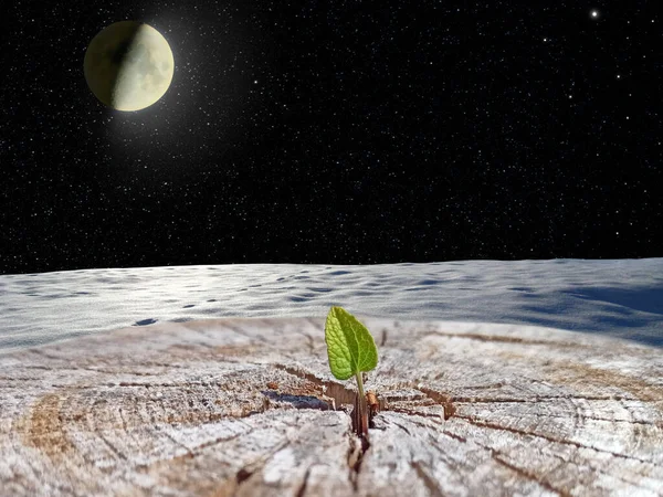 Small leaf of felled tree with view into open space. New life in universe. Life in space. Save planet Earth. Leaf growing in place of sawn tree. Ecological problem. Space landscape. School of survival