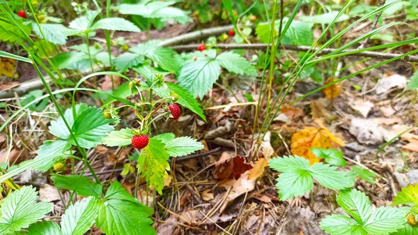 Green Strawberry Leaves Red Berries Picking Strawberries Forest Red Wild — Foto Stock