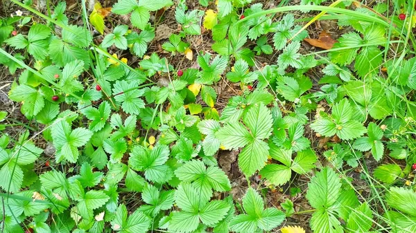 Green Strawberry Leaves Red Berries Picking Strawberries Wood Ripe Red — Fotografia de Stock