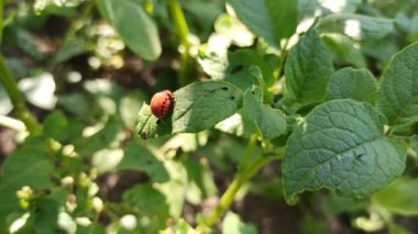Colorado beetles living on green leaves. Colorado potato beetle larvae crawling on surfaces of leaves. Pink larvae crawling. Creeping beetles. Harmful insects.Potato pests. Pests of agricultural crops