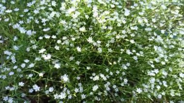 summer green grass texture with white small flowers. flowers in field on green grass. Small white daisy like flowers bloom in field. White flowers flutter in wind. wind blowing on grass. chamomile