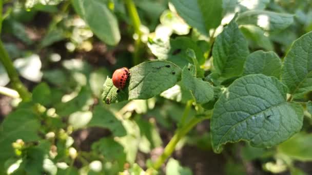 Colorado Beetles Living Green Leaves Colorado Potato Beetle Larvae Crawling — Stockvideo