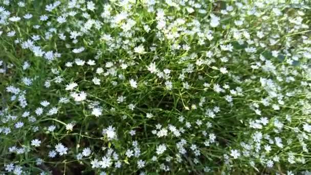 Summer Green Grass Texture White Small Flowers Flowers Field Green — Stock video