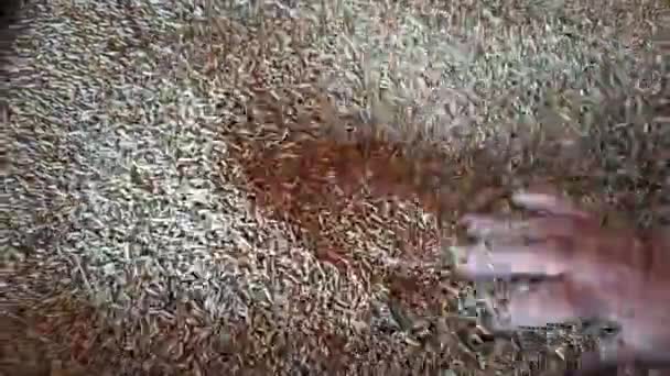 Ładunek Ziarna Pszenicy Spichlerzu Produkcja Mąki Młynie — Wideo stockowe
