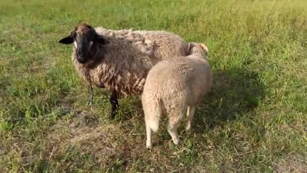 Two Lambs Eating Grass Happily Pasture Pair Sheep Lies Green — Stock videók