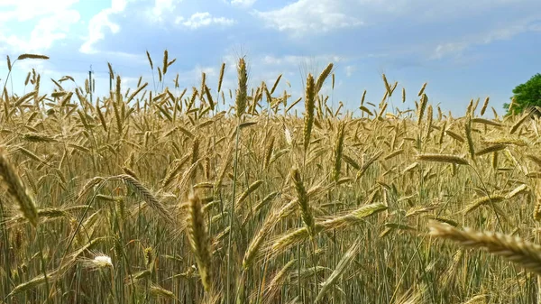 穀物の栽培植物と夏のフィールド 田舎の農業植物 農業作物だ 成長している穀物の畑 天然の食材 — ストック写真
