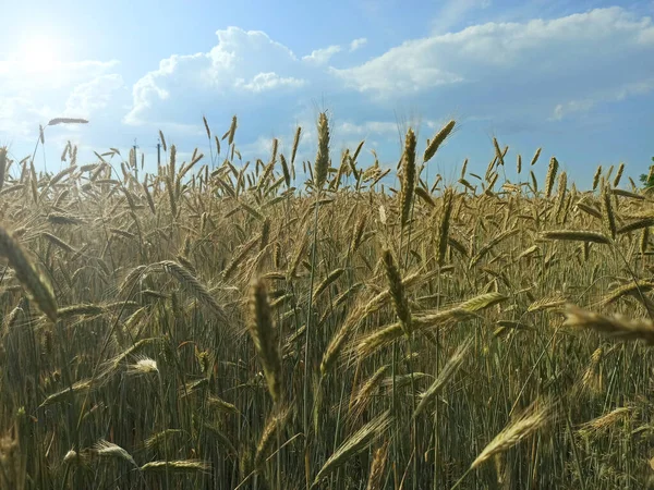 Summer field with growing plants of cereals. Agricultural plants in countryside. Agricultural crops. Field with growing grain-crops. Natural food ingredients