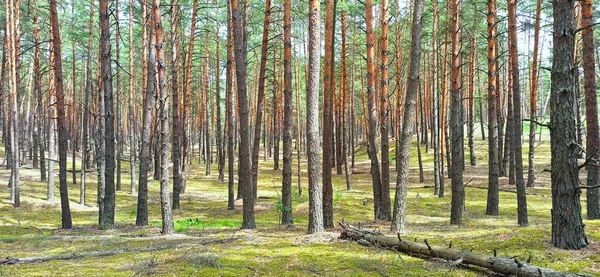 Панорамный Вид Величественный Вечнозеленый Лес Летний День Могучие Силуэты Сосен — стоковое фото