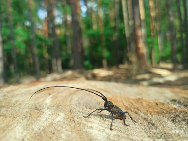 Longhorn beetle standing on wooden surface. Insect with long whiskers. Cerambycida. Black long-horned bug. longicorns insect. Beetle lumberman in forest. Beetle woodcutter living in the forest