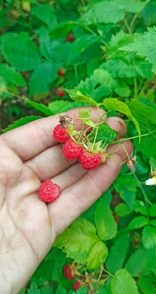 Red berries of raspberry on human fingers. Ripe fruits of raspberries. Close up of ripe raspberry. Harvest of raspberry on human fingers. Man holding red berry in forest. picking forest raspberries