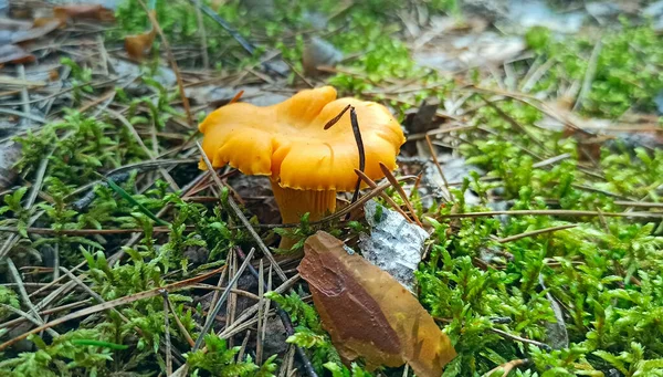 在森林里的香菇 枯叶下生长着黄色的仙人掌 森林里的Chanterelle靠近了 食物成份 — 图库照片