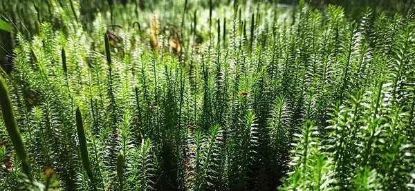 Cypress Leaved Plait Moss Closeup Hypnum Cupressiforme Hypnum Cupressiforme Growing — Stock Photo, Image