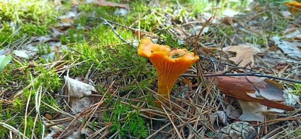 Svamp Chanterelle Skogen Gul Chanterelle Som Växer Torra Löv Trä — Stockfoto