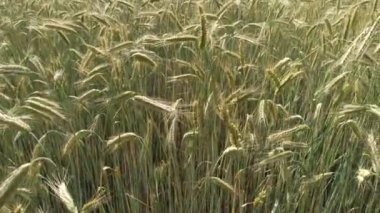 Mısır gevreği yetiştirilen yaz tarlası. Kırsal kesimde tarım tesisleri. Tarım ürünleri. Ekinlerin yetiştiği tarla. Doğal gıda malzemeleri.