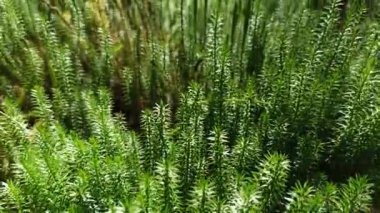 selvi yapraklı yosun (Hypnum cupressiforme) yakın çekim. Ormanda büyüyen Hypnum cupressiforme. Ormanda güneşli bir günde Hypnum cupressiforme. Güzel yosun güneş ışığı