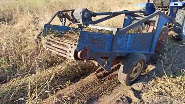 Friss Bio Burgonya Termesztésének Folyamata Termőföldön Egy Traktoros Farmer Krumplit — Stock videók