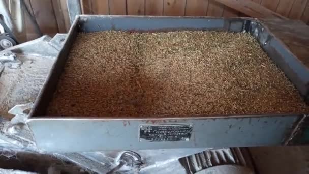 Nakládání Pšeničných Zrn Sýpce Zpracovávám Pšenici Mouku Pšeničná Zrna Mizí — Stock video