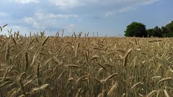 Pole Letnie Roślinami Uprawnymi Zbóż Rośliny Rolne Wsi Uprawy Rolne — Wideo stockowe