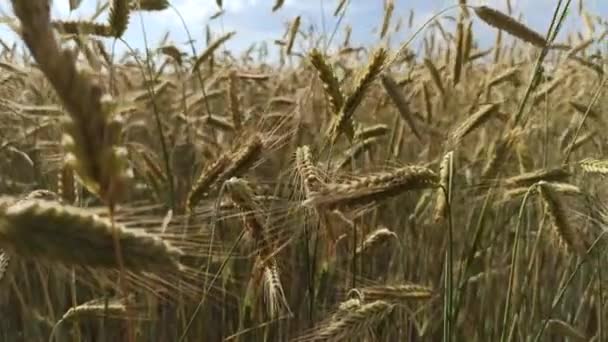 夏天的田里种着谷类植物 农村的农业植物 农作物 庄稼生长的田里 天然食物配料 — 图库视频影像