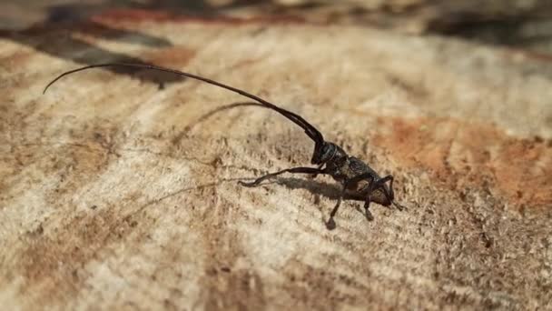 Mänsklig Fingersmekning Tillbaka Skogshuggare Massera Skogen Vänskap Med Insekter Lydig — Stockvideo