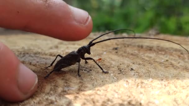 Lidský Prst Hladící Dřevorubce Zádech Masáž Lese Přátelství Hmyzem Poslušný — Stock video