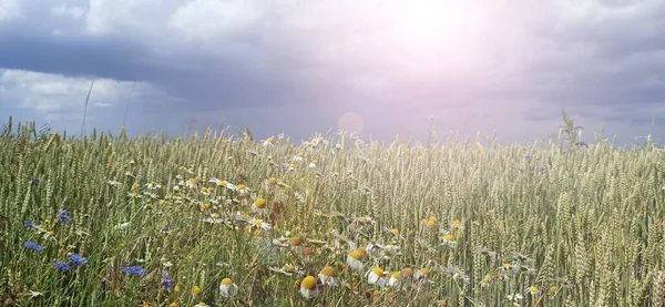 Solen Skiner Över Vetefältet Sommarfält Med Växande Spannmålsväxter Jordbruksväxter Landsbygden — Stockfoto