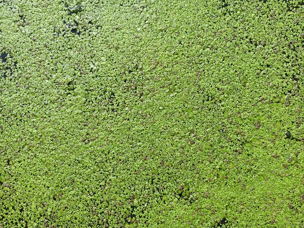 Текстура Common Duckweed Воде Естественная Зеленая Текстура Лемна Перпузилла Торри — стоковое фото