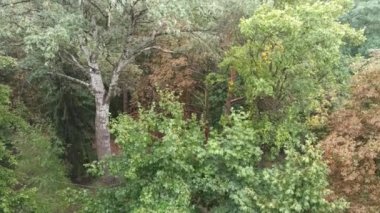 Pencerenin dışına yeşil ağaçların arka planına düşen yağmur. Ormana yağmur yağıyor. Yoğun bitki örtüsünün ortasında sağanak yağmur